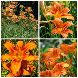 COPY - 25 Old Fashioned Orange Daylilies